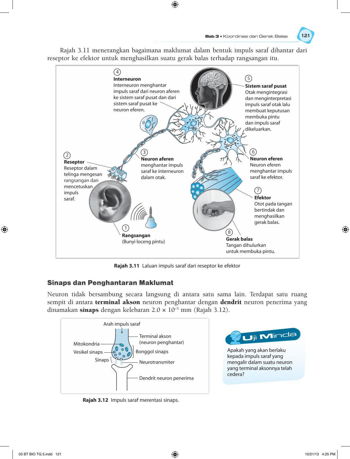 T5 : Biology TB BM Page133