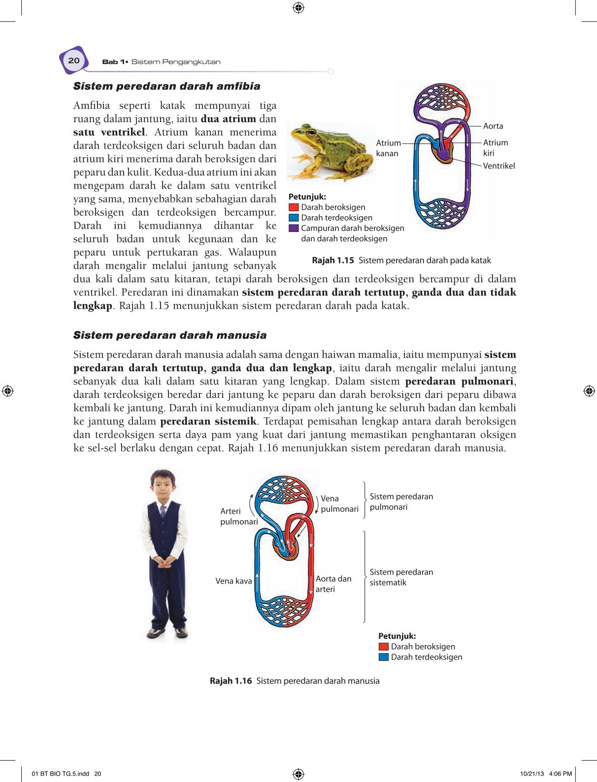 T5 : Biology TB BM Page32
