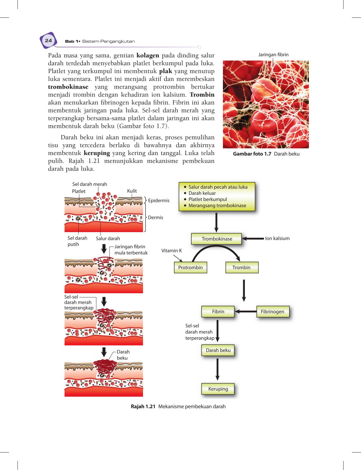 T5 : Biology TB BM Page36