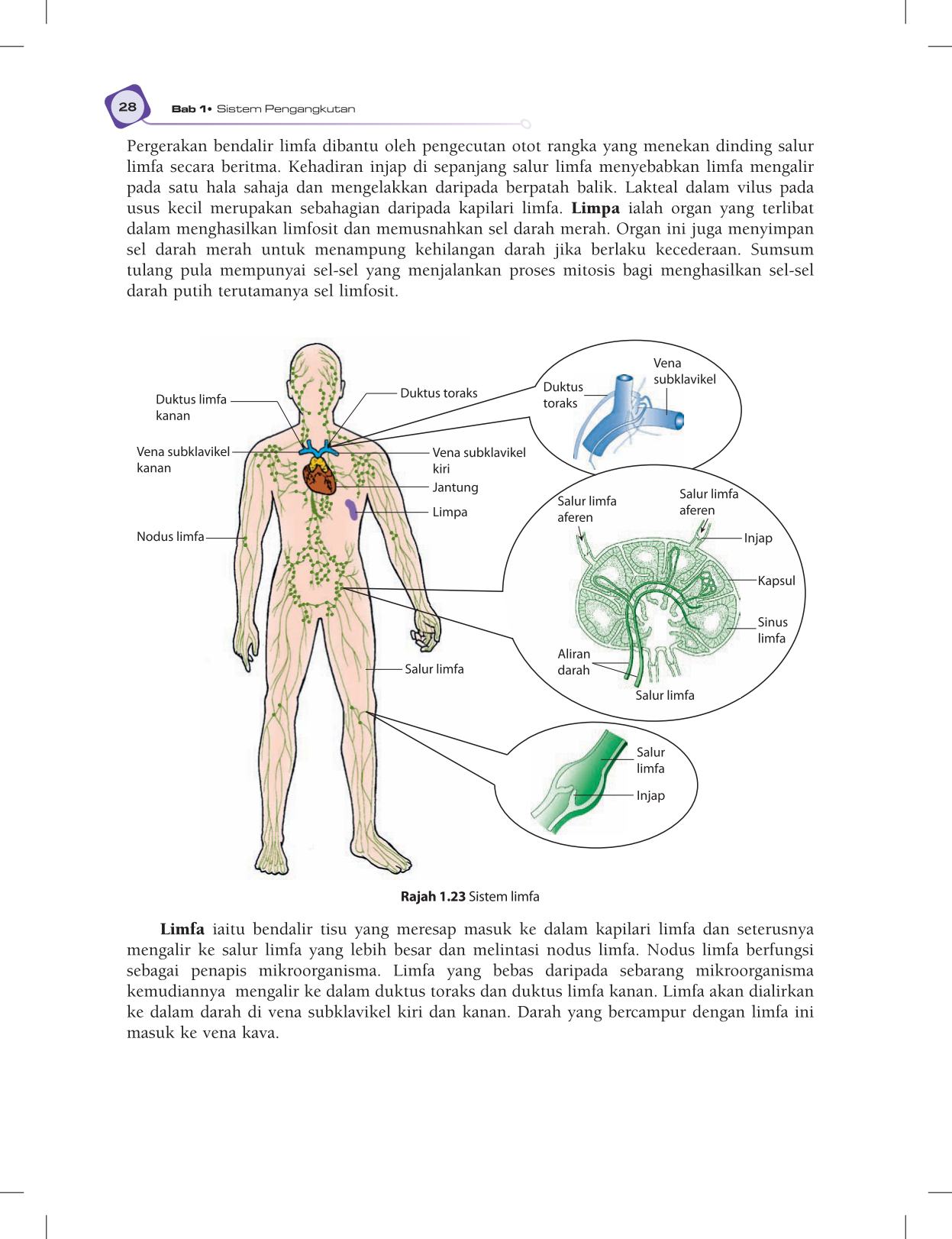 T5 : Biology TB BM Page40