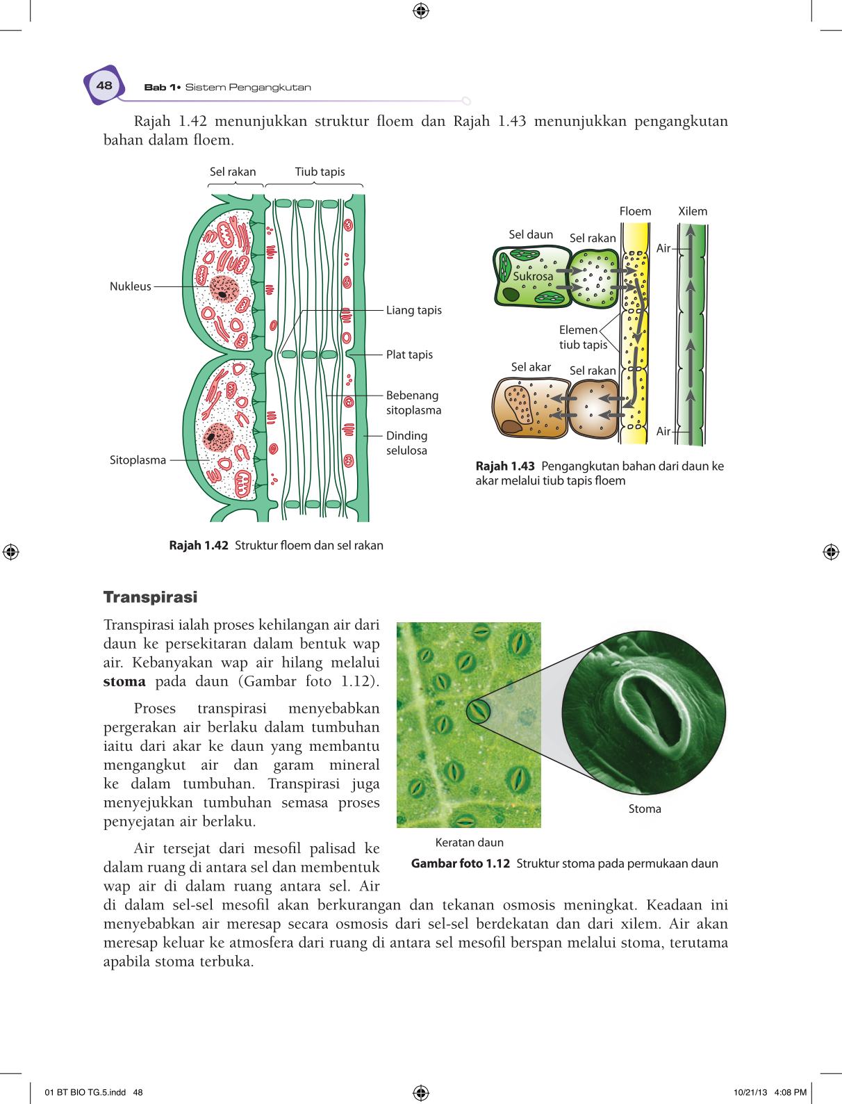 T5 : Biology TB BM Page60